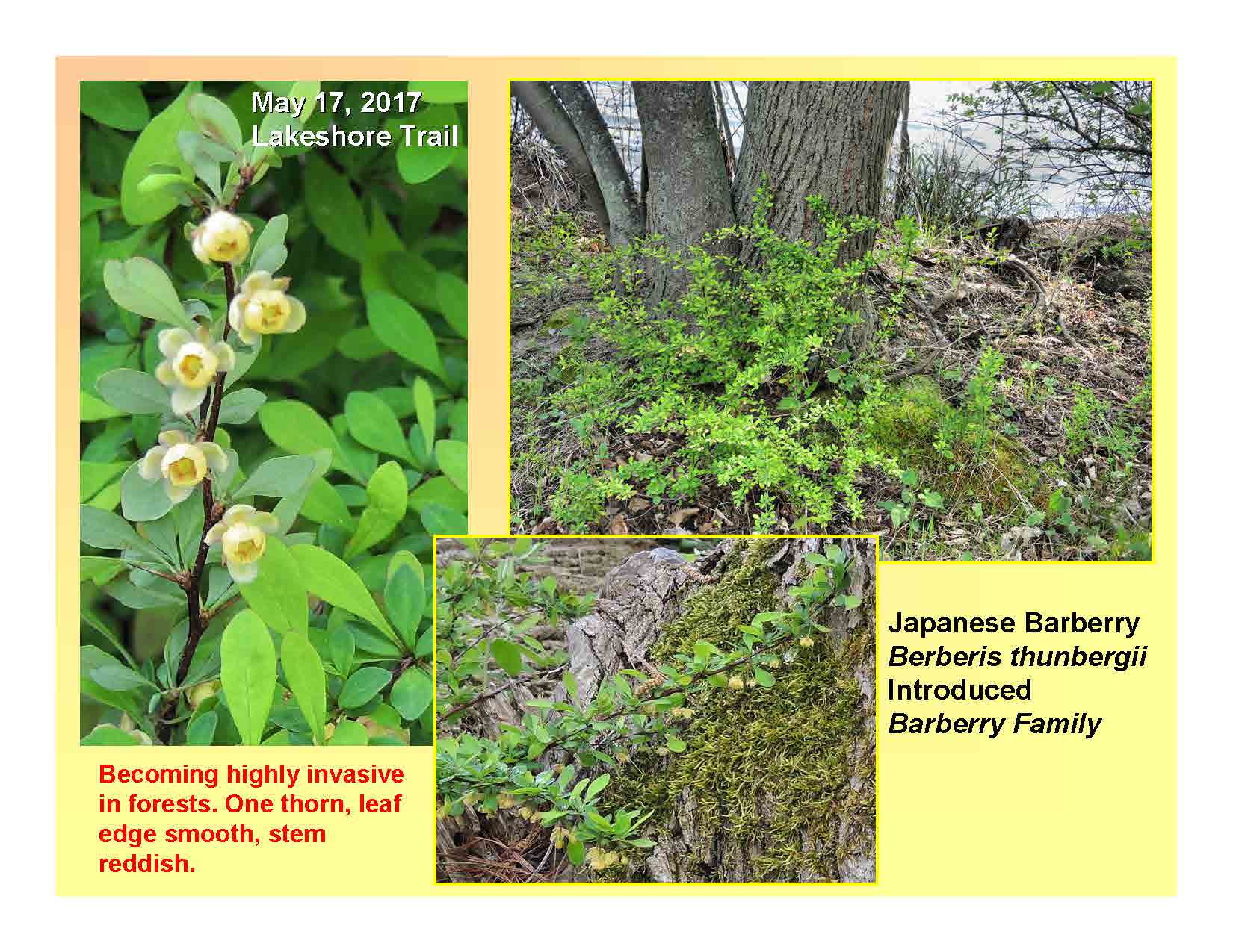 Japanese Barberry