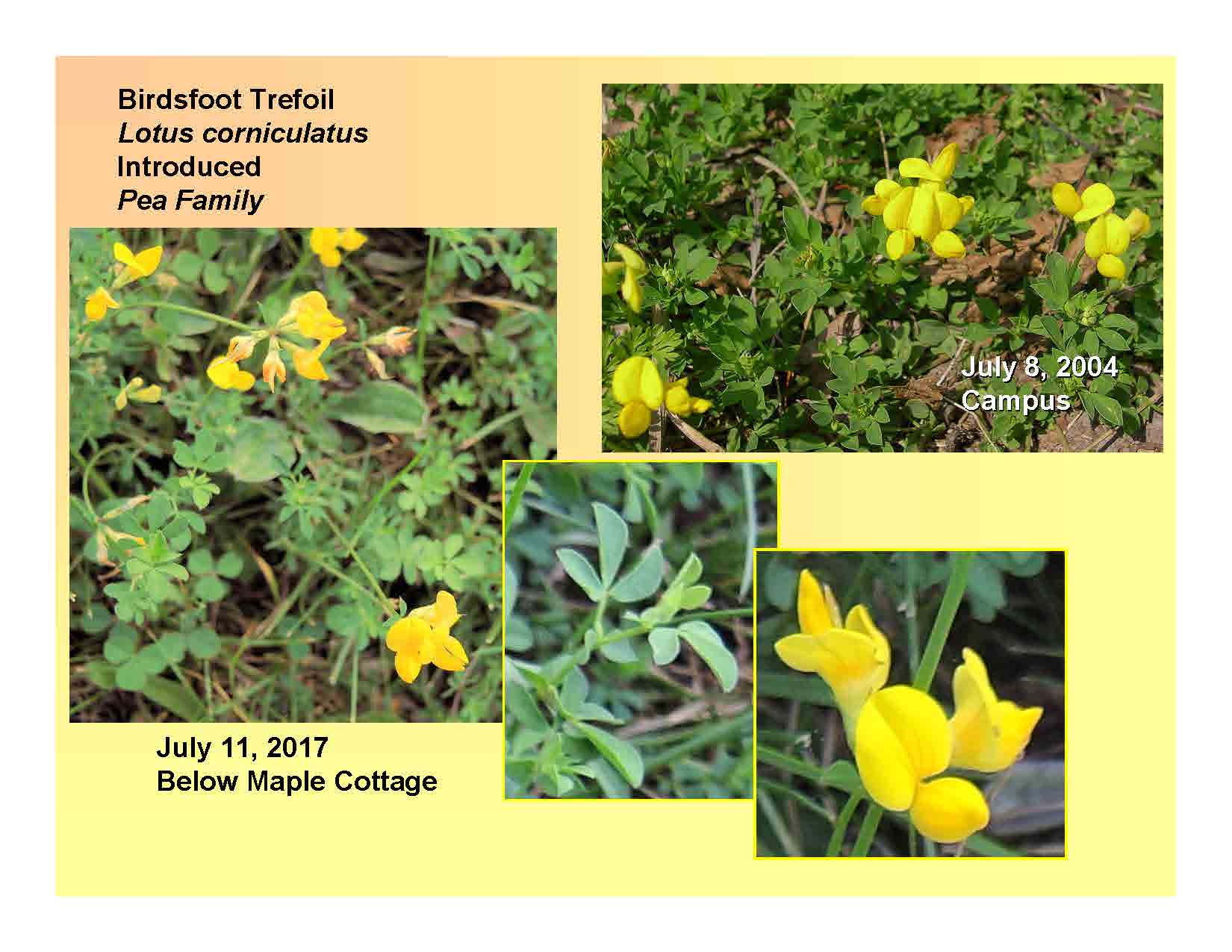 Birdsfoot Trefoil