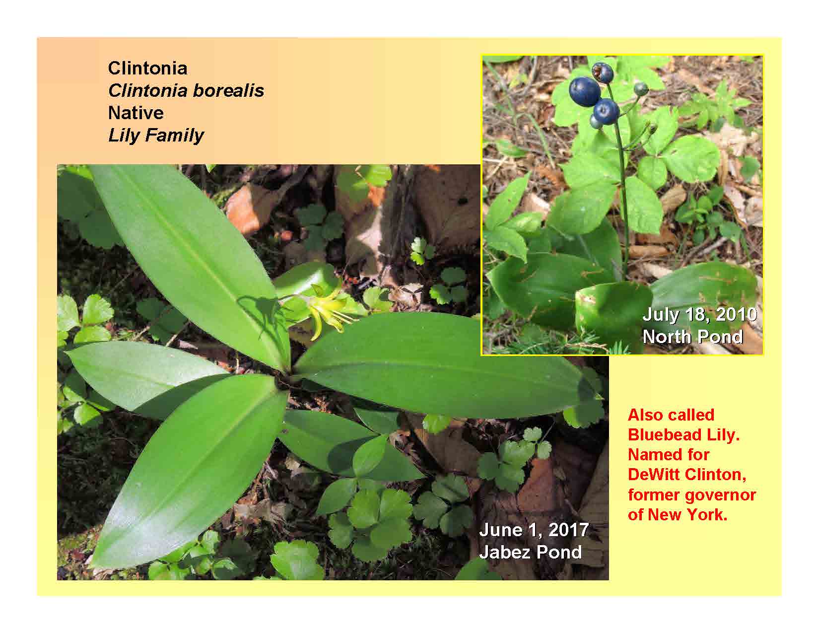 Clintonia