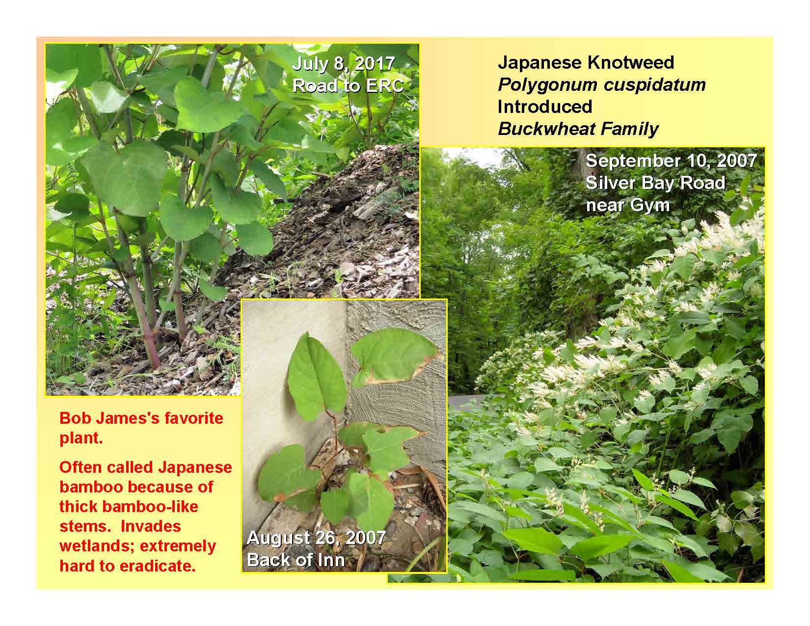 Japanese Knotweed