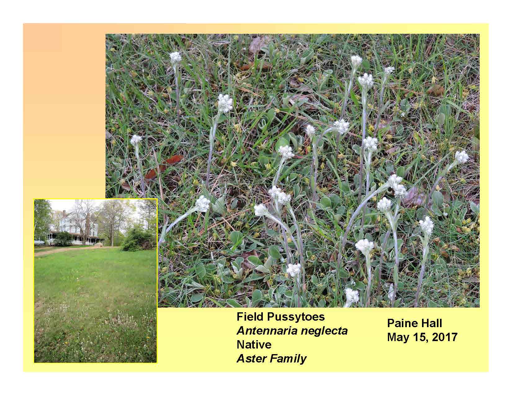 Antennaria neglecta