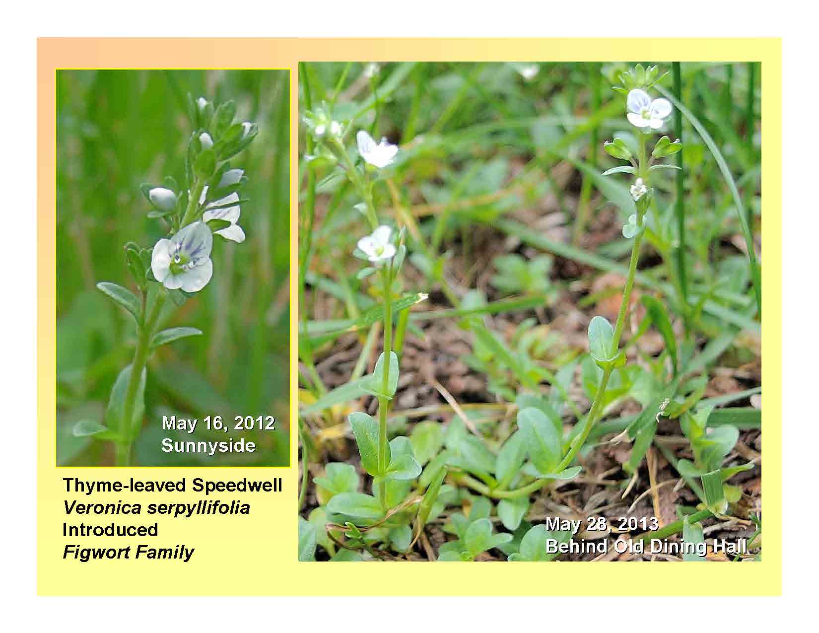 Thyme-leaved Speedwell