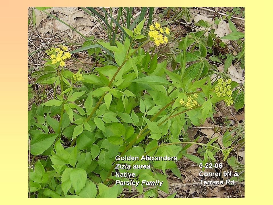 Alexanders, Golden