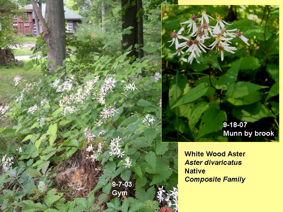 Aster divaricatus