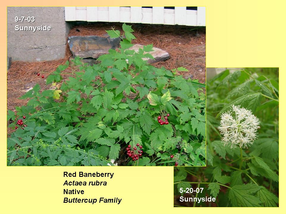 Actaea rubra