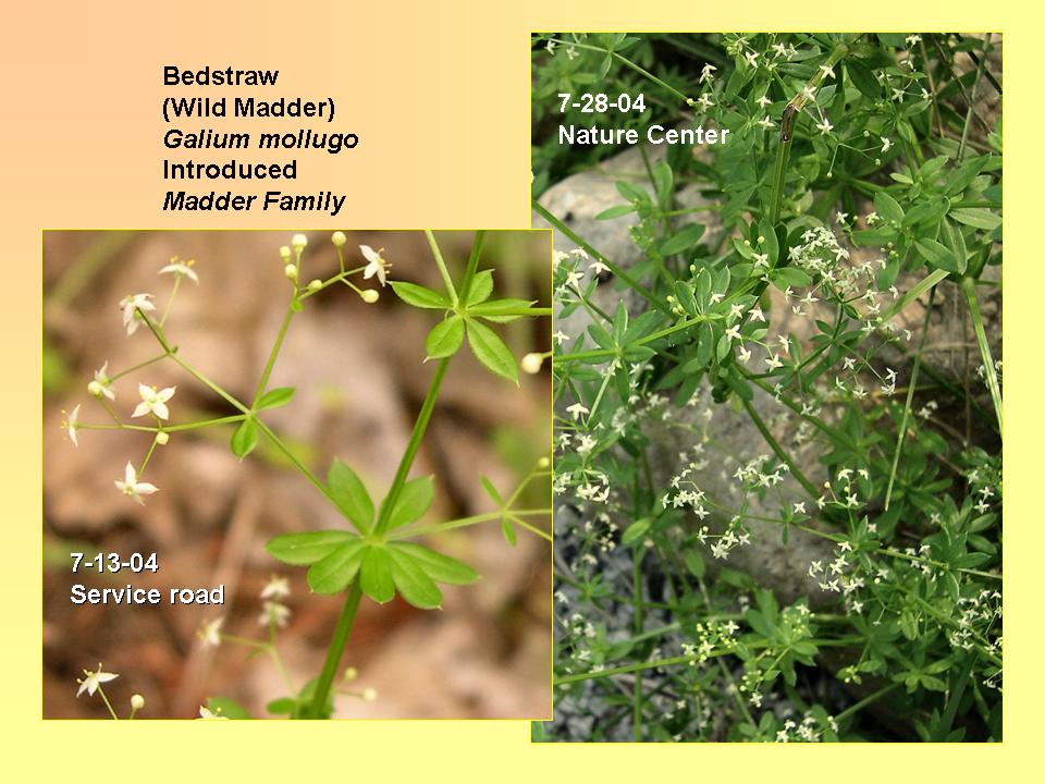 Bedstraw (Wild Madder)