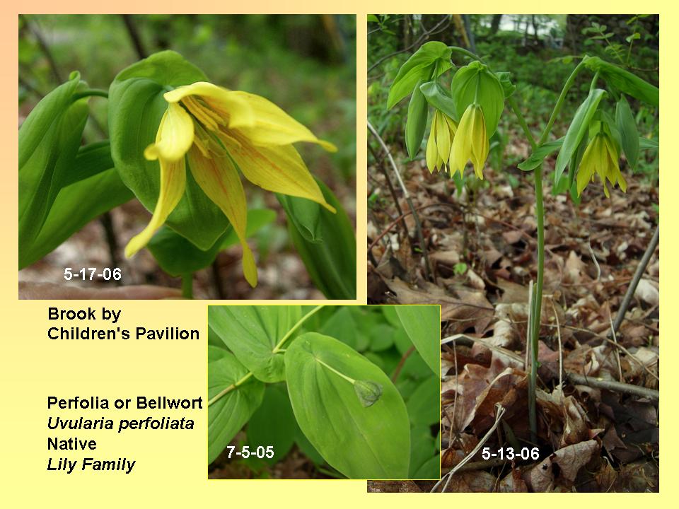 Bellwort