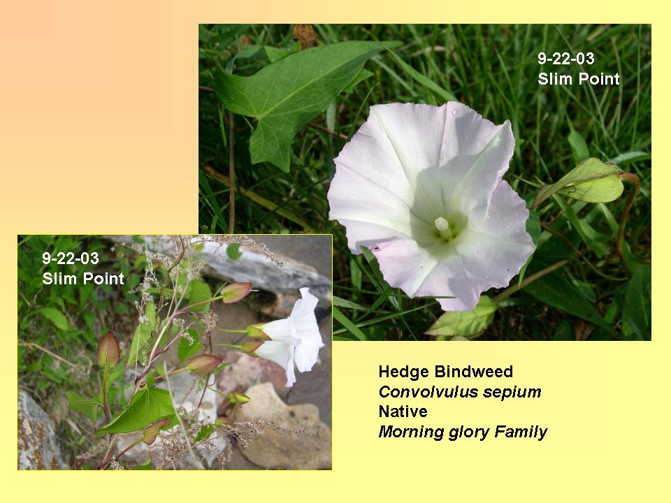 Bindweed, Hedge