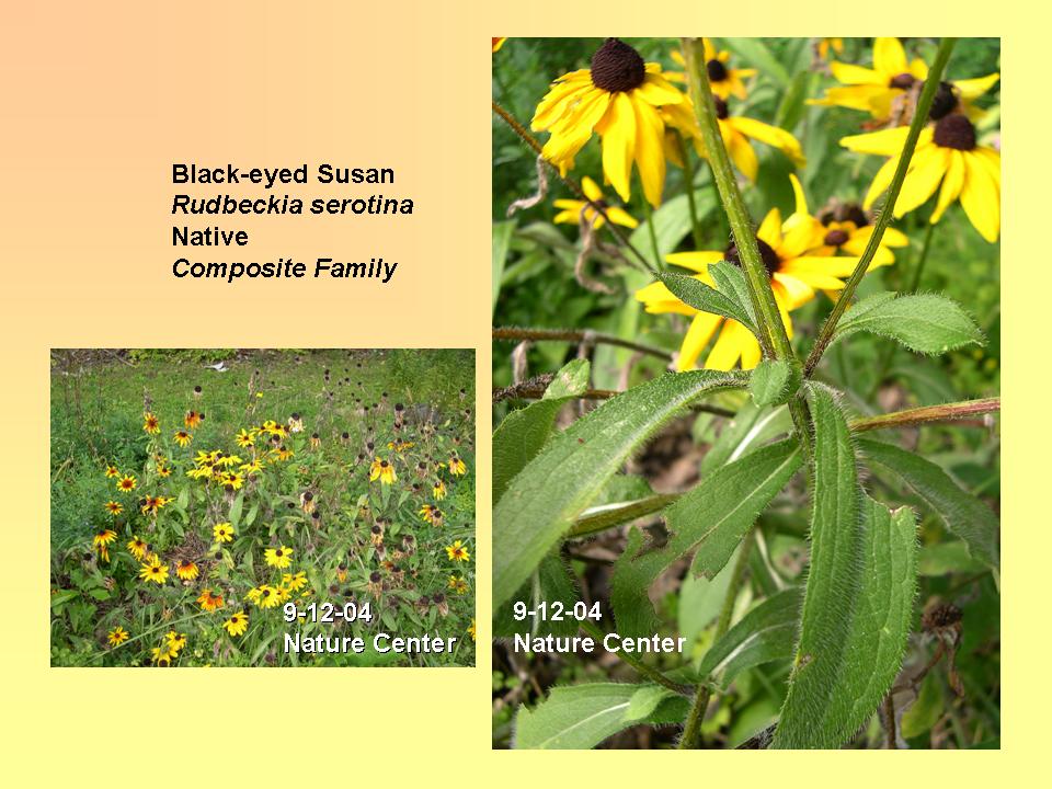 Black-eyed Susan