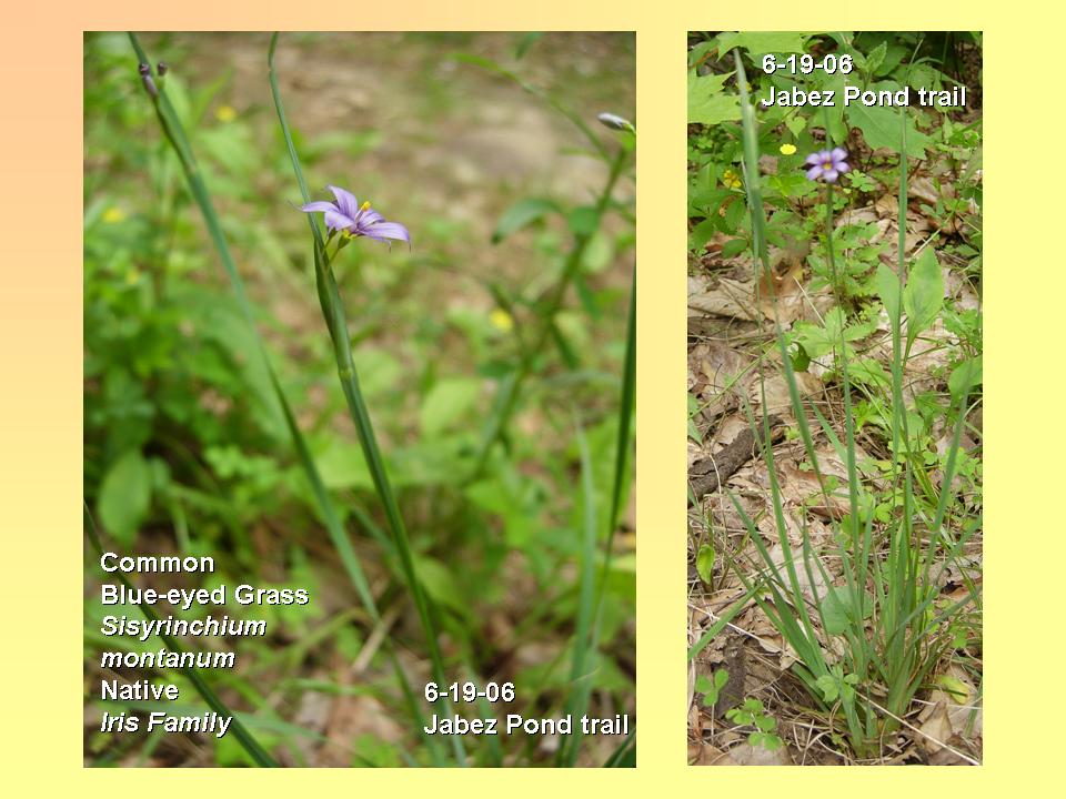 Blue-eyed Grass