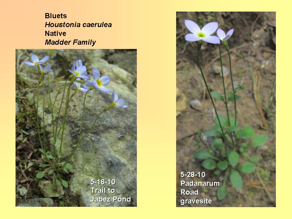 Bluets