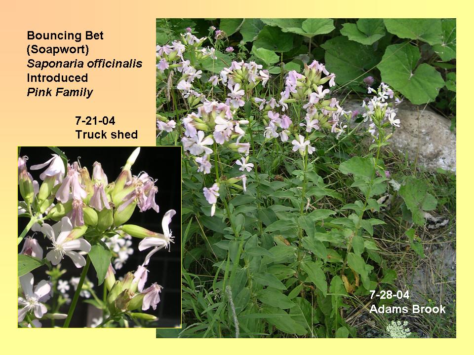 Bouncing Bet (Soapwort)