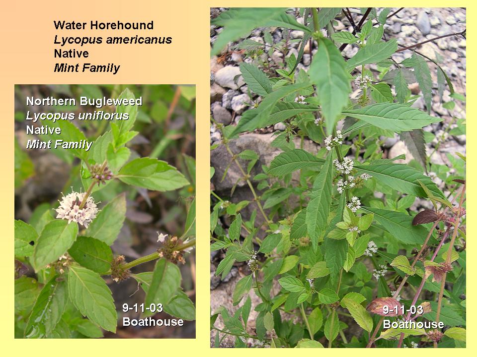 Bugleweed, Northern with Water Horehound