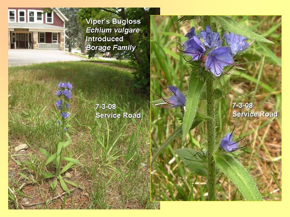 Bugloss, Viper's