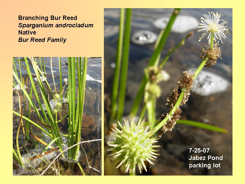 Bur Reed, Branching