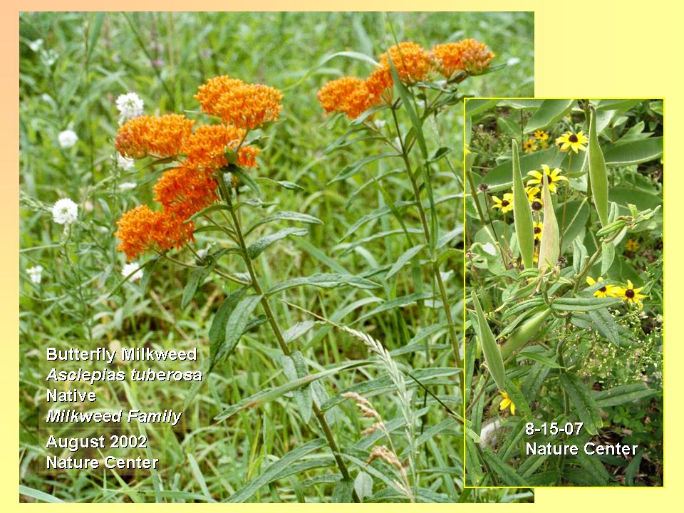 Asclepias tuberosa