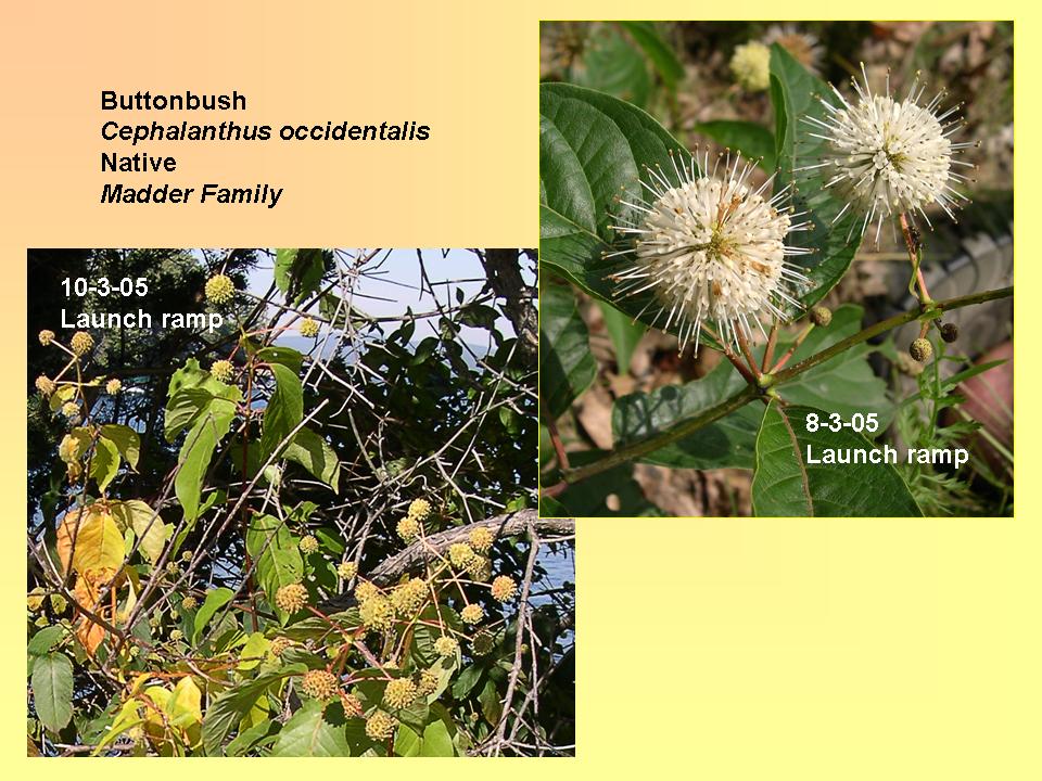 Buttonbush