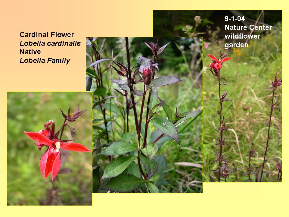 Cardinal Flower