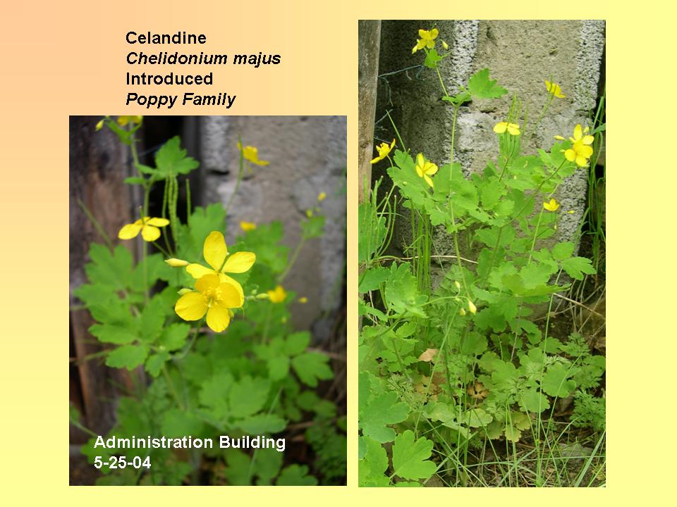 Celandine