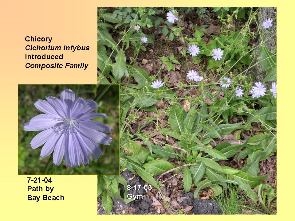 Chicory