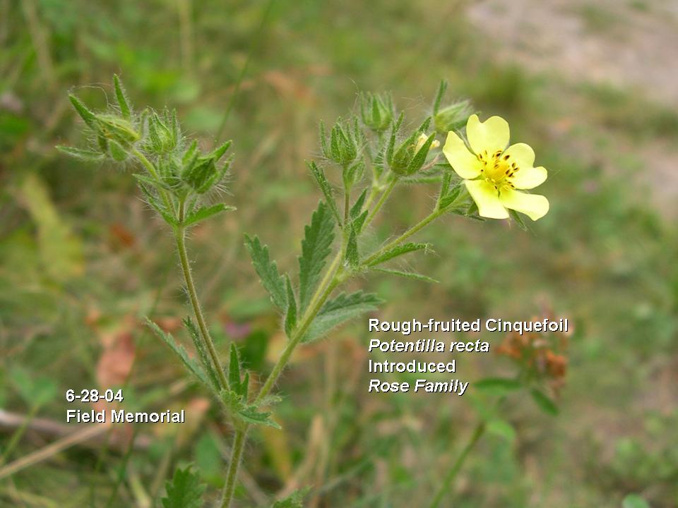 Cinquefoil, Rough-fruited