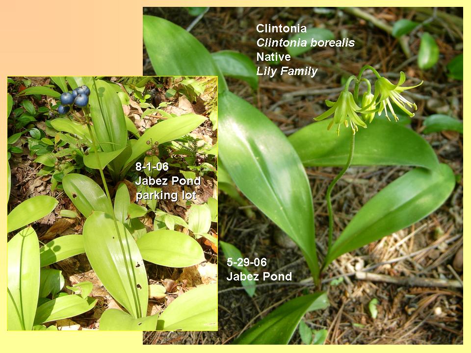 Clintonia borealis