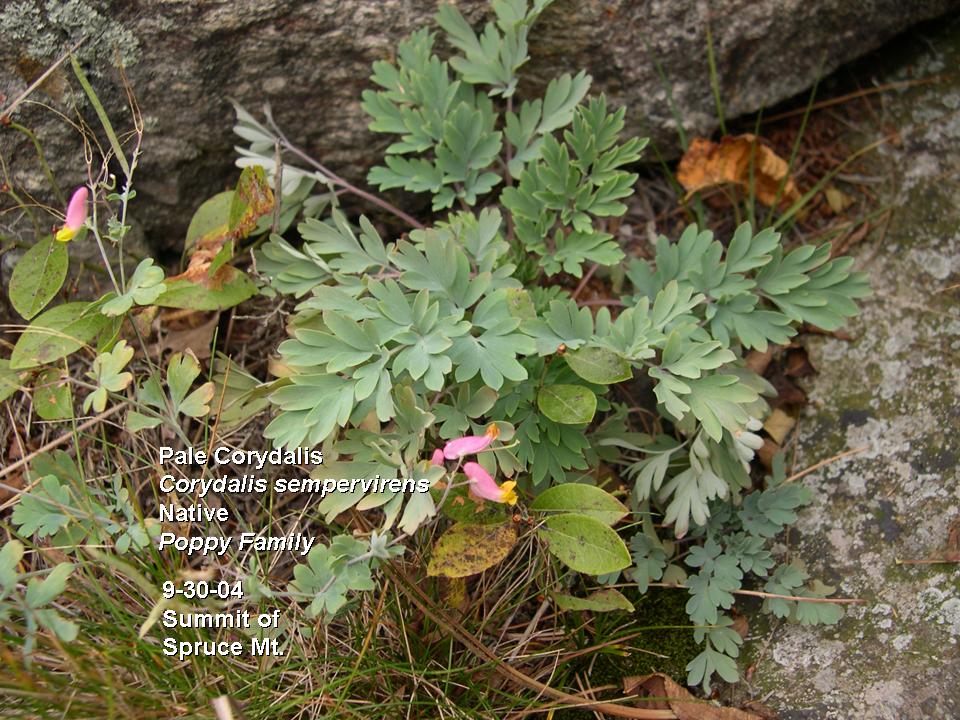 Corydalis sempervirens