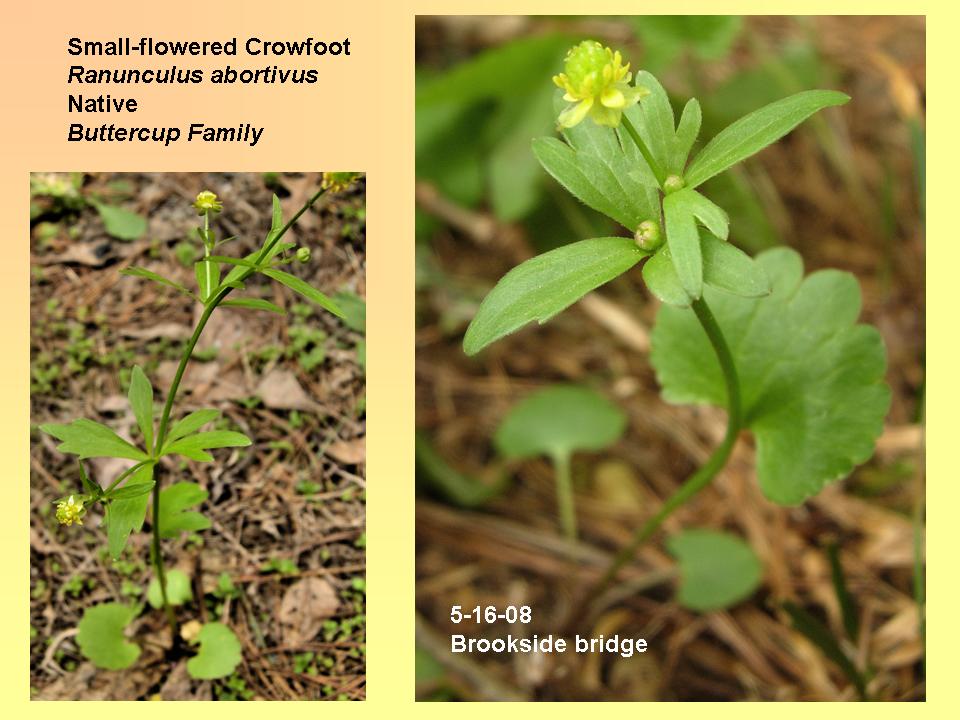 Crowfoot, Small-flowered