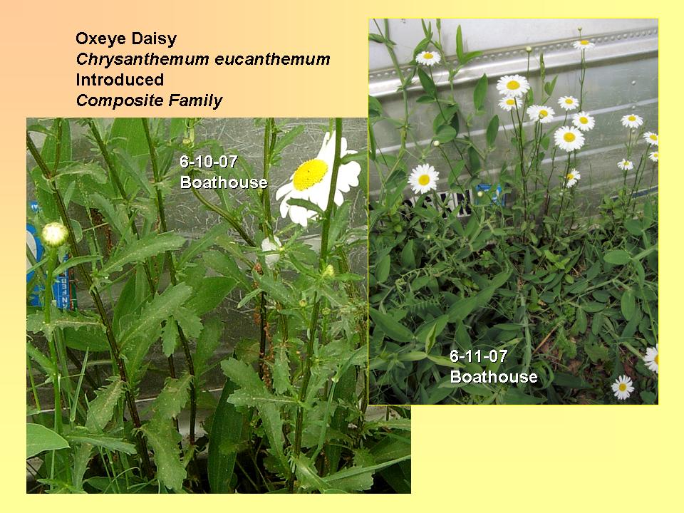 Chrysanthemum eucanthemum