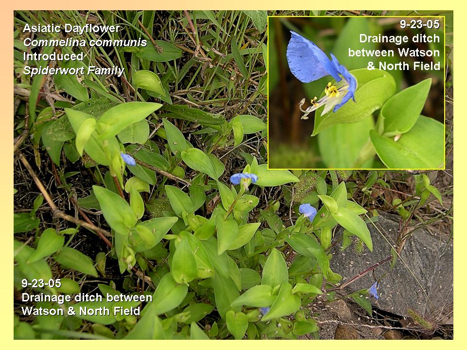 Commelina communis