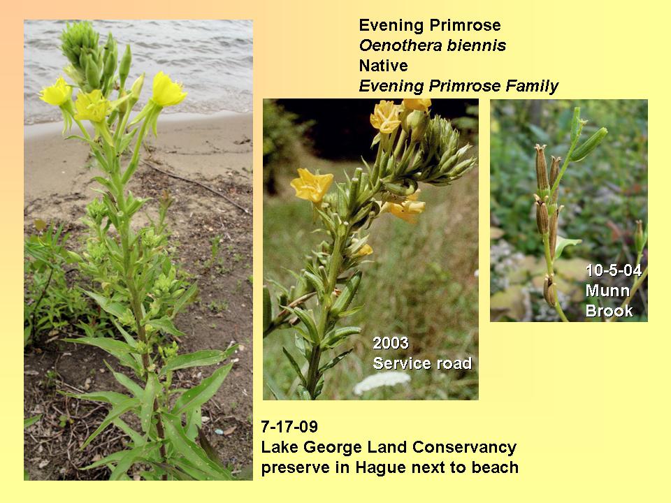 Evening Primrose