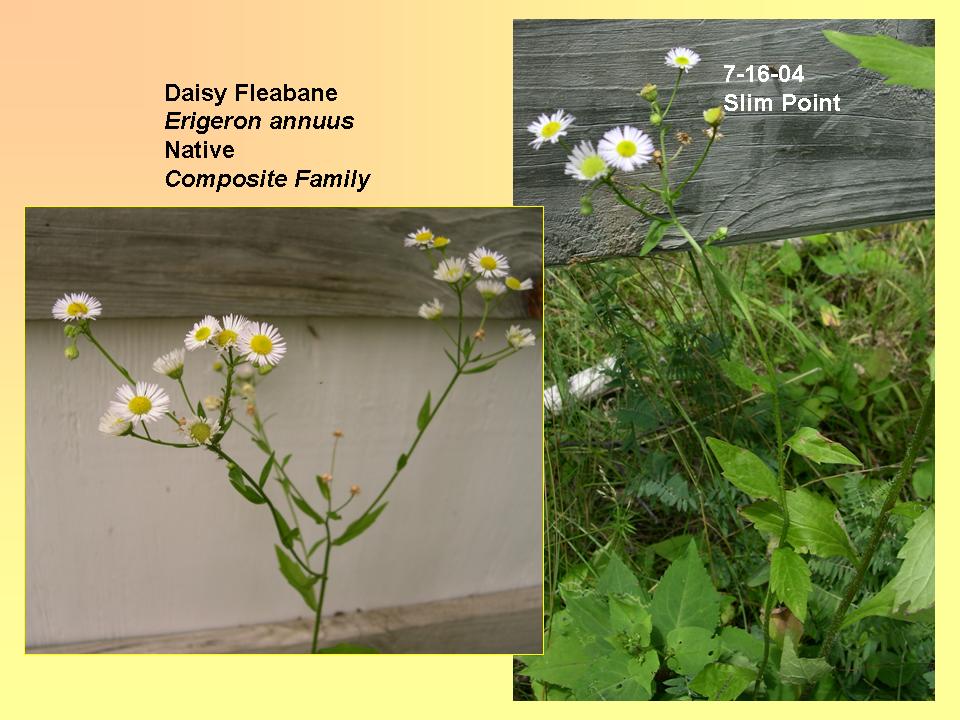 Erigeron annuus