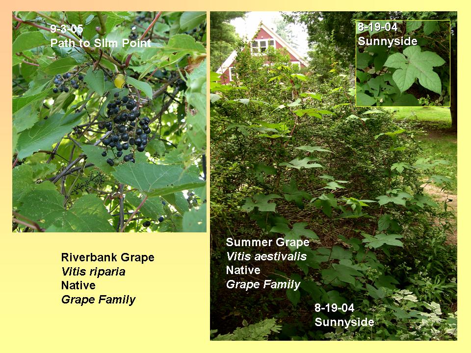 Grape (Summer, Riverbank)