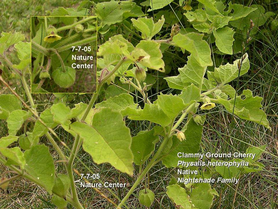 Ground Cherry, Clammy