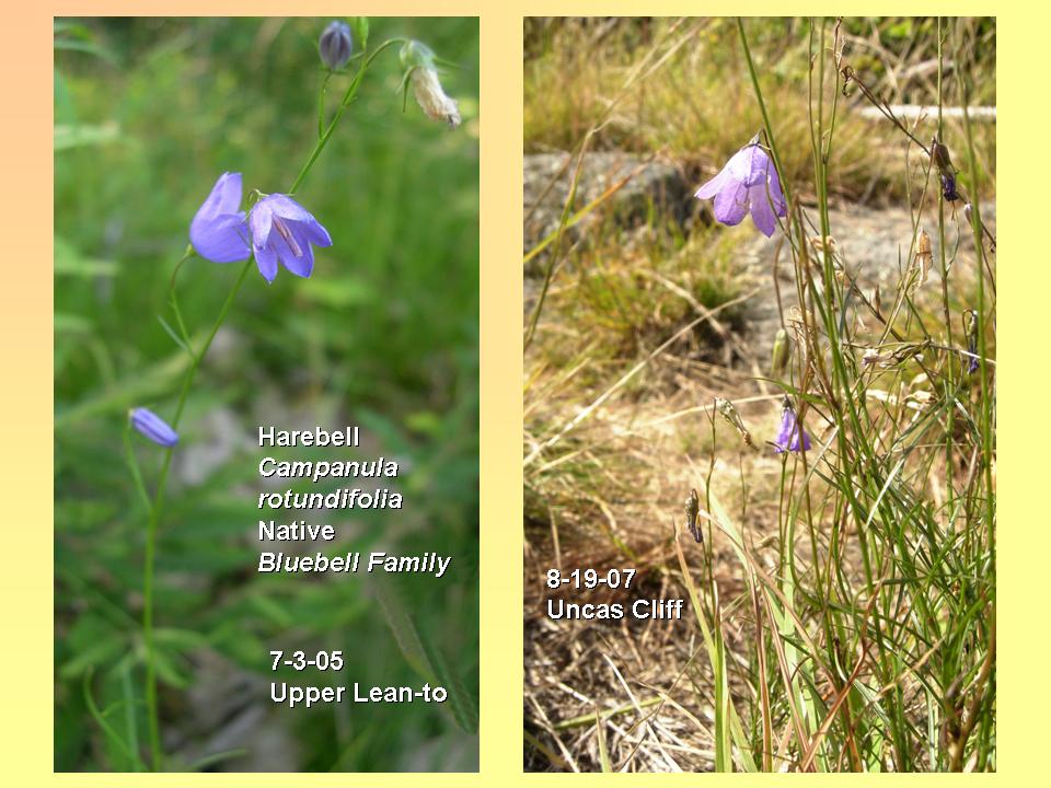 Campanula rotundifolia