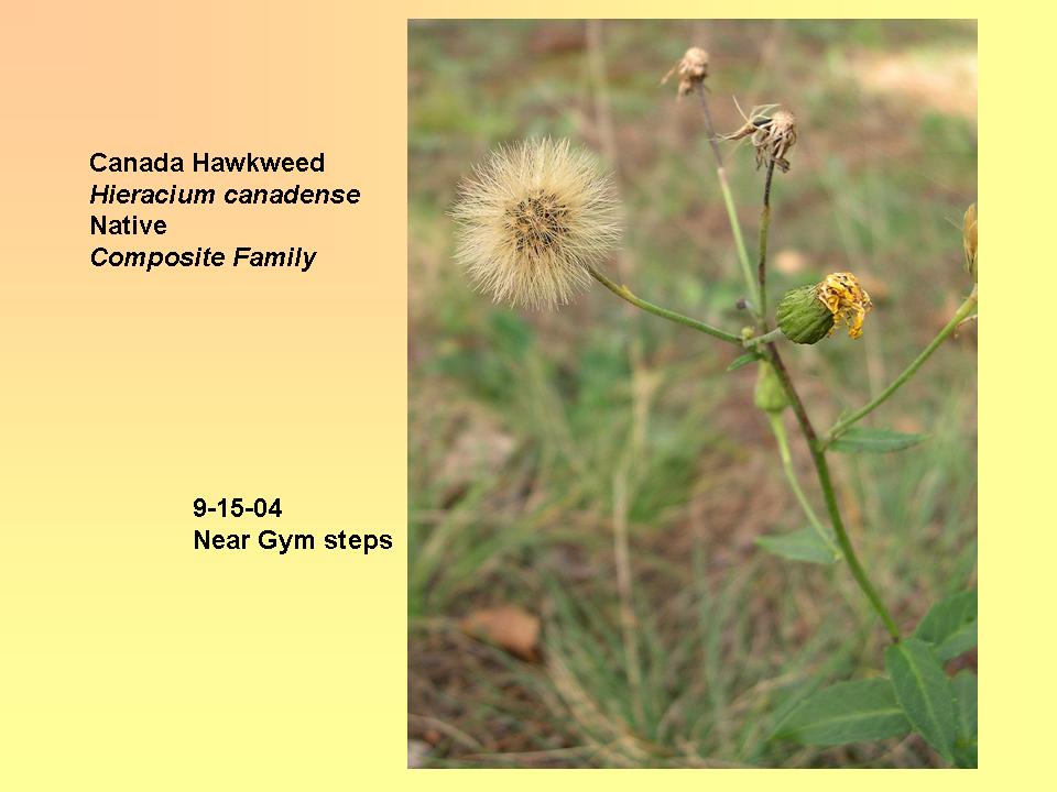 Hawkweed, Canada pod