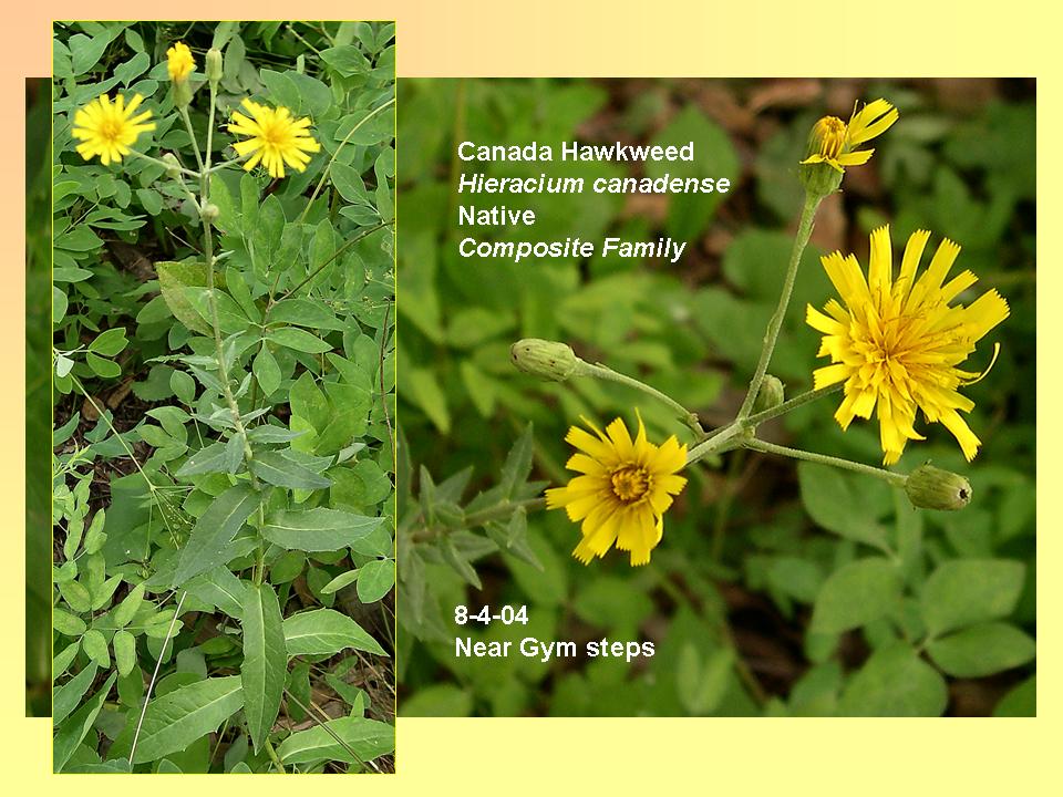 Hawkweed, Canada