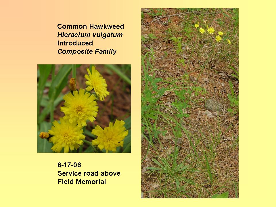 Hawkweed, Common