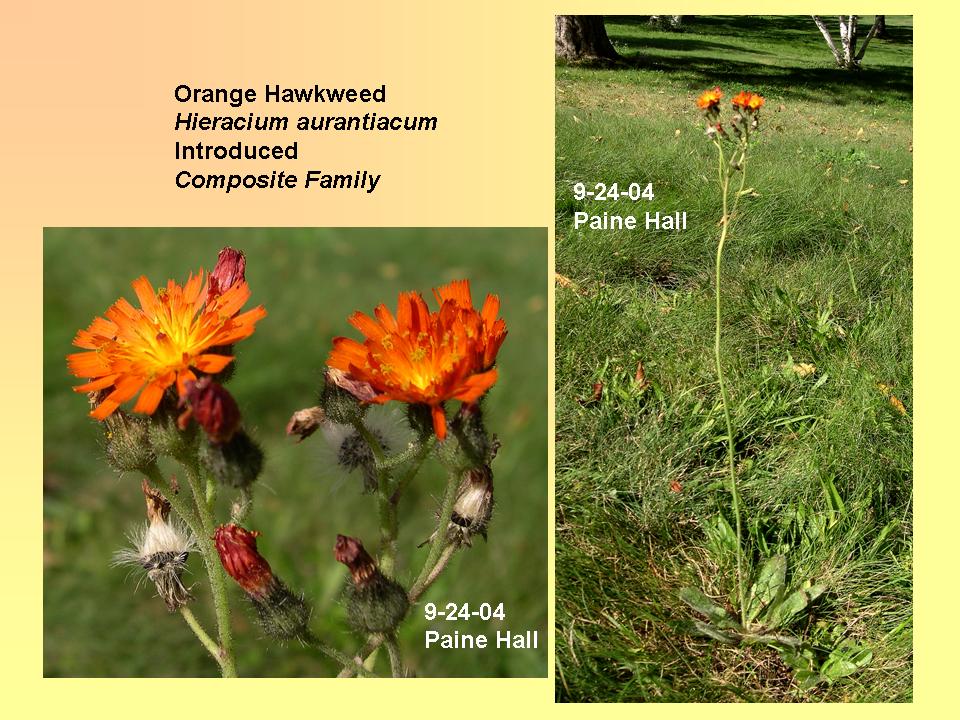 Hawkweed, Orange