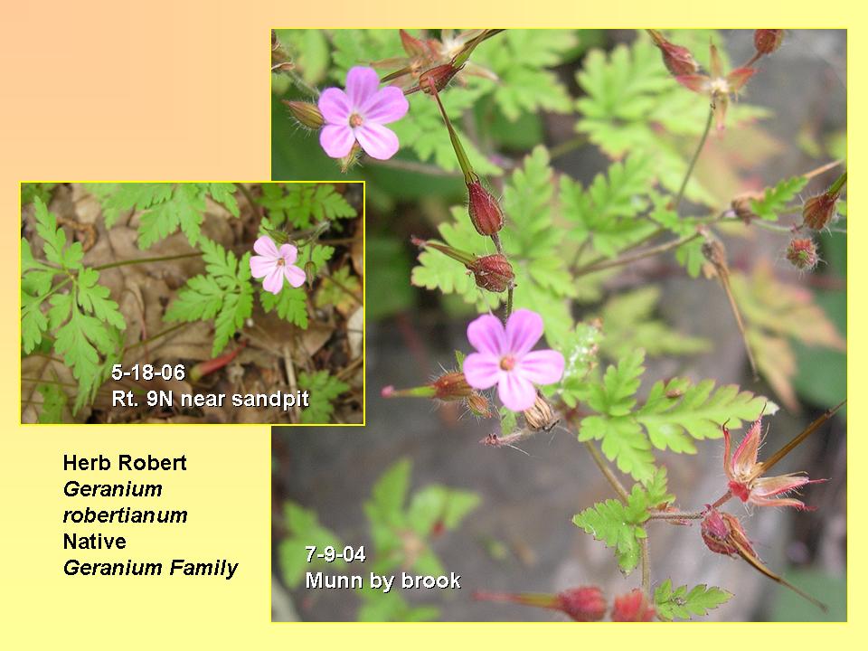 Geranium robertianum