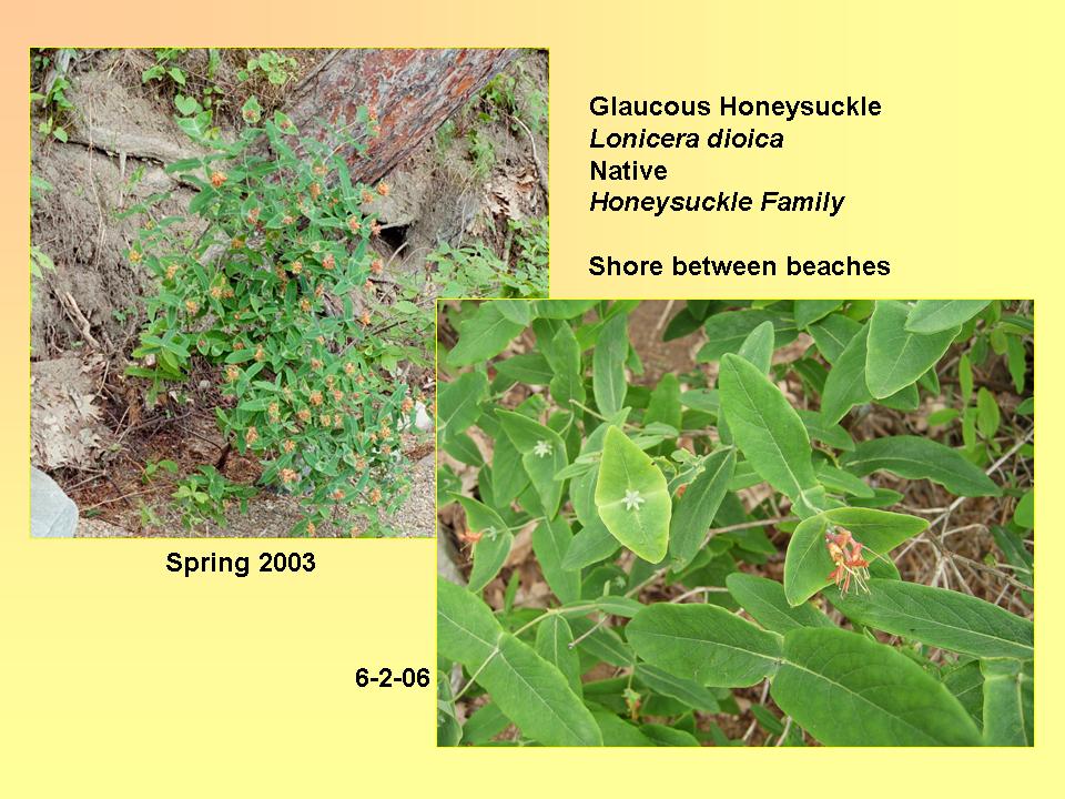 Honeysuckle, Glaucous