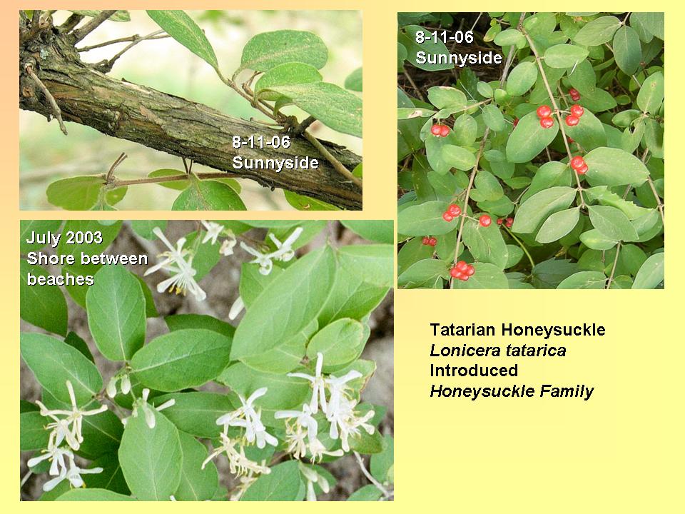 Honeysuckle, Tatarian