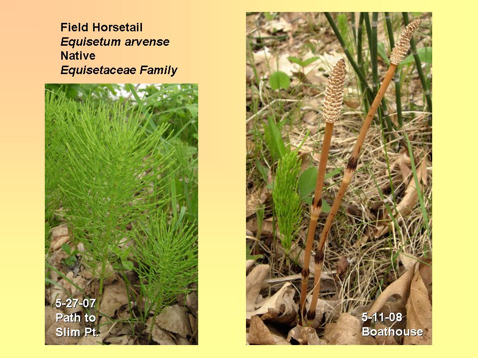 Equisetum arvense