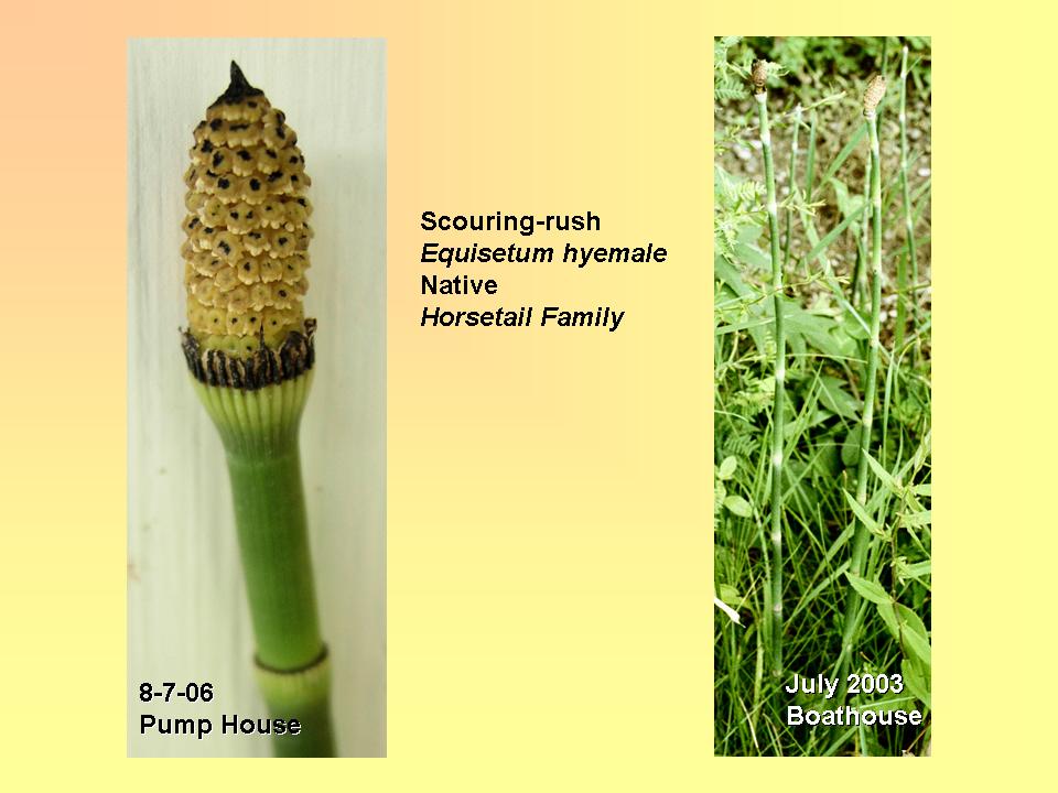 Equisetum hyemale