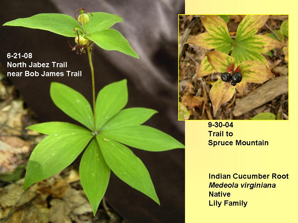 Indian Cucumber Root