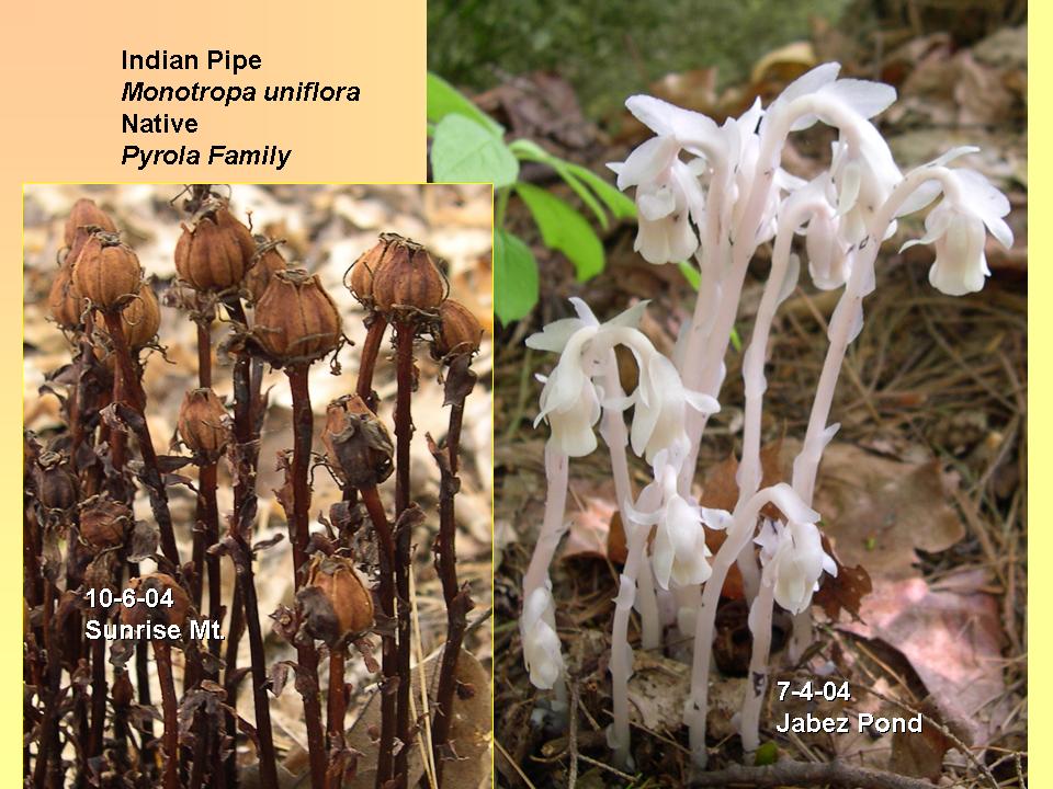 Indian Pipe