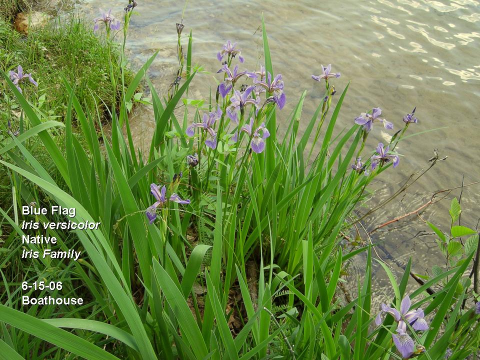 Iris versicolor