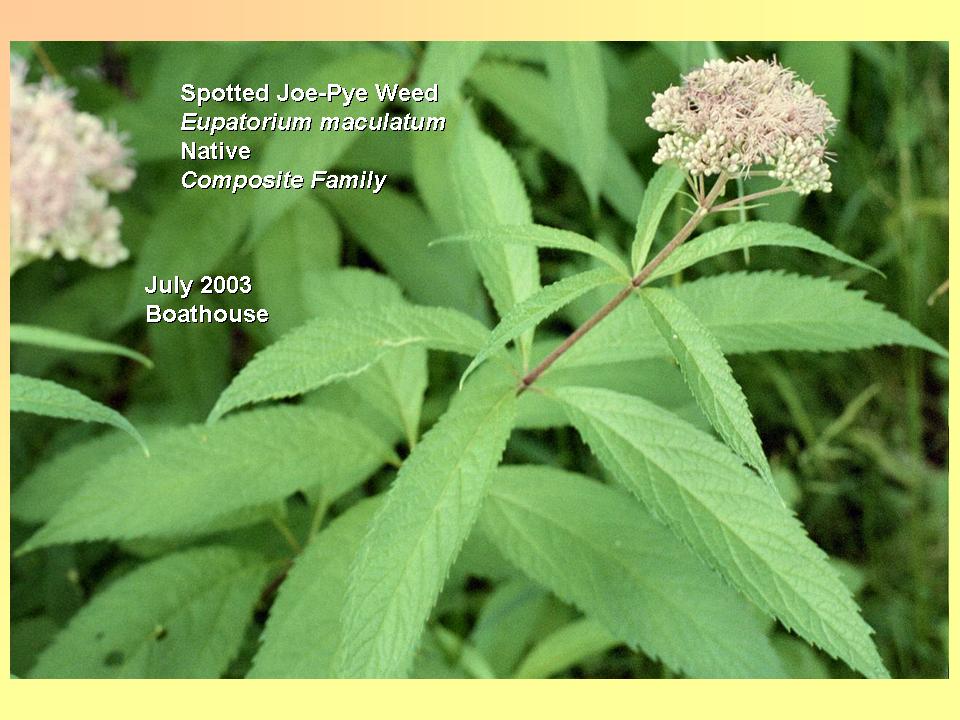 Eupatorium maculatum