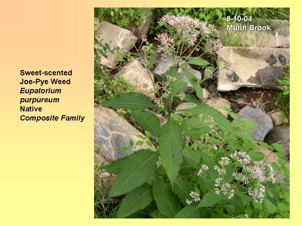 Eupatorium purpureum