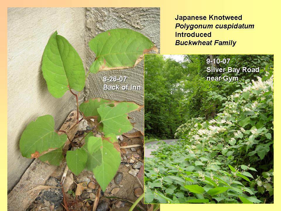 Knotweed, Japanese